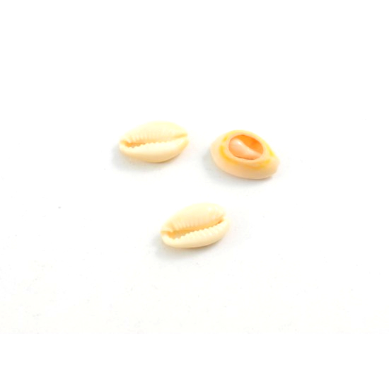Φυσικό κοχύλι  30τεμ 1*1,5cmKF001