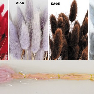 Lagurus 65cm